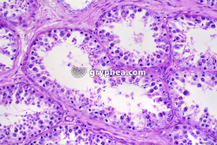 Testicule Homme x100 - gryphea.com